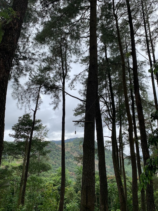 Hutan Pinus Tinambung