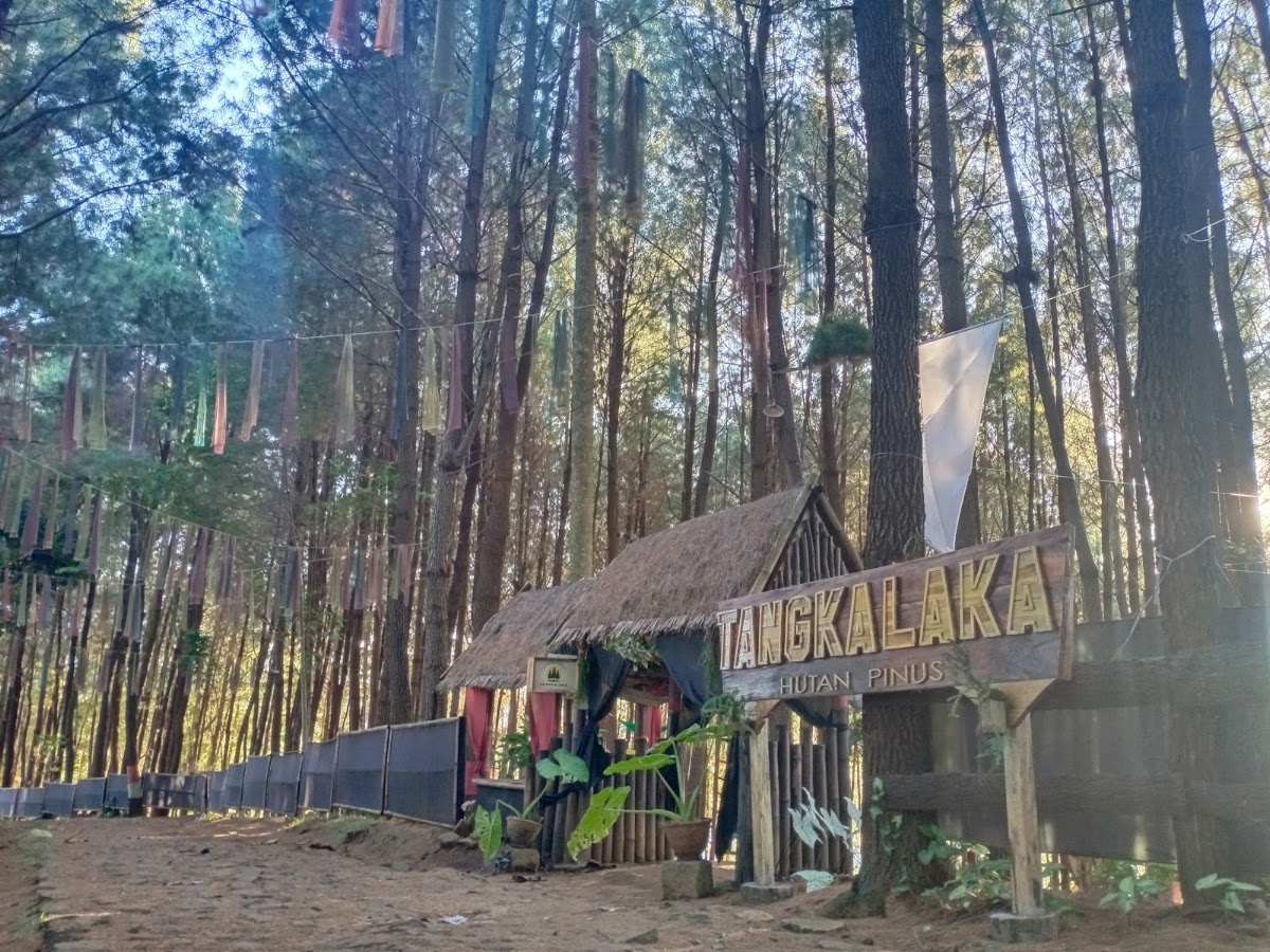 WISATA HUTAN PINUS TANGKALAKA