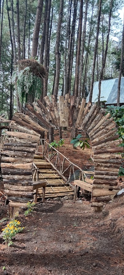Hutan Pinus polengelong