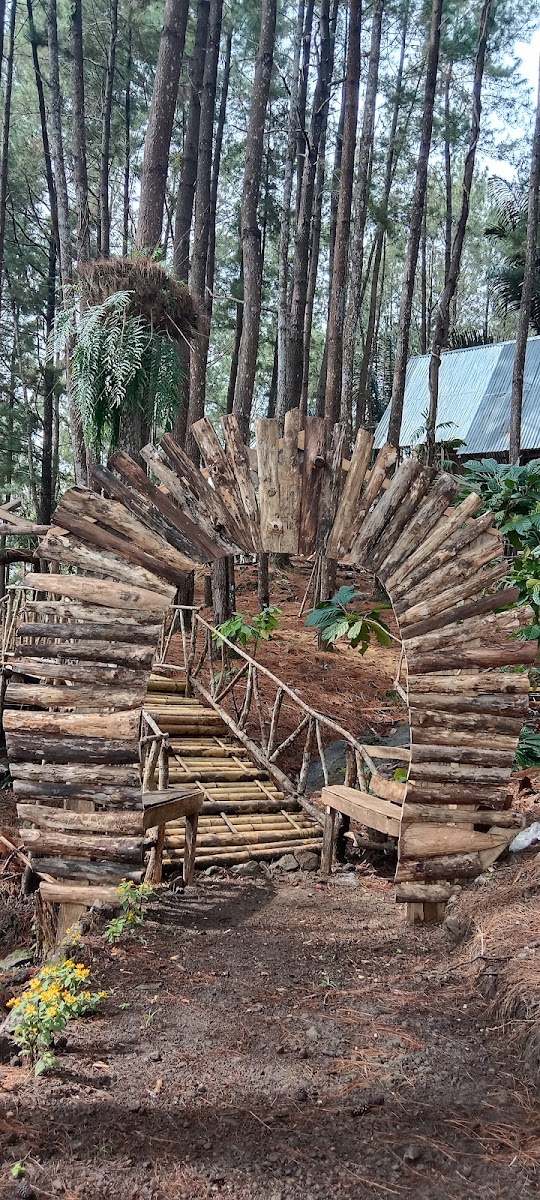 Hutan Pinus polengelong