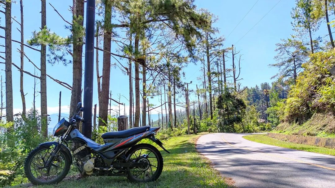 Kawasan Hutan Pinus