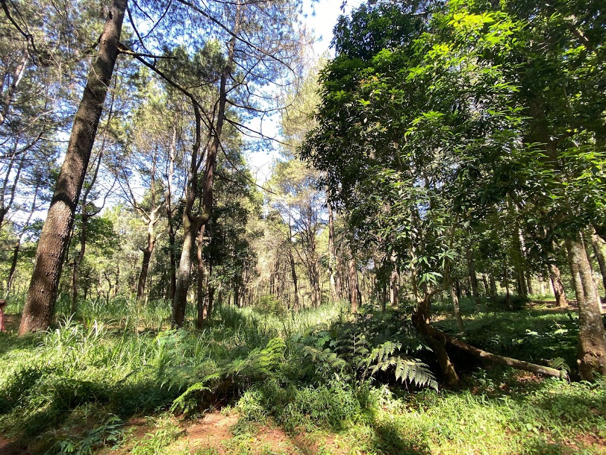 Hutan Pinus Glagalinggah Lestari