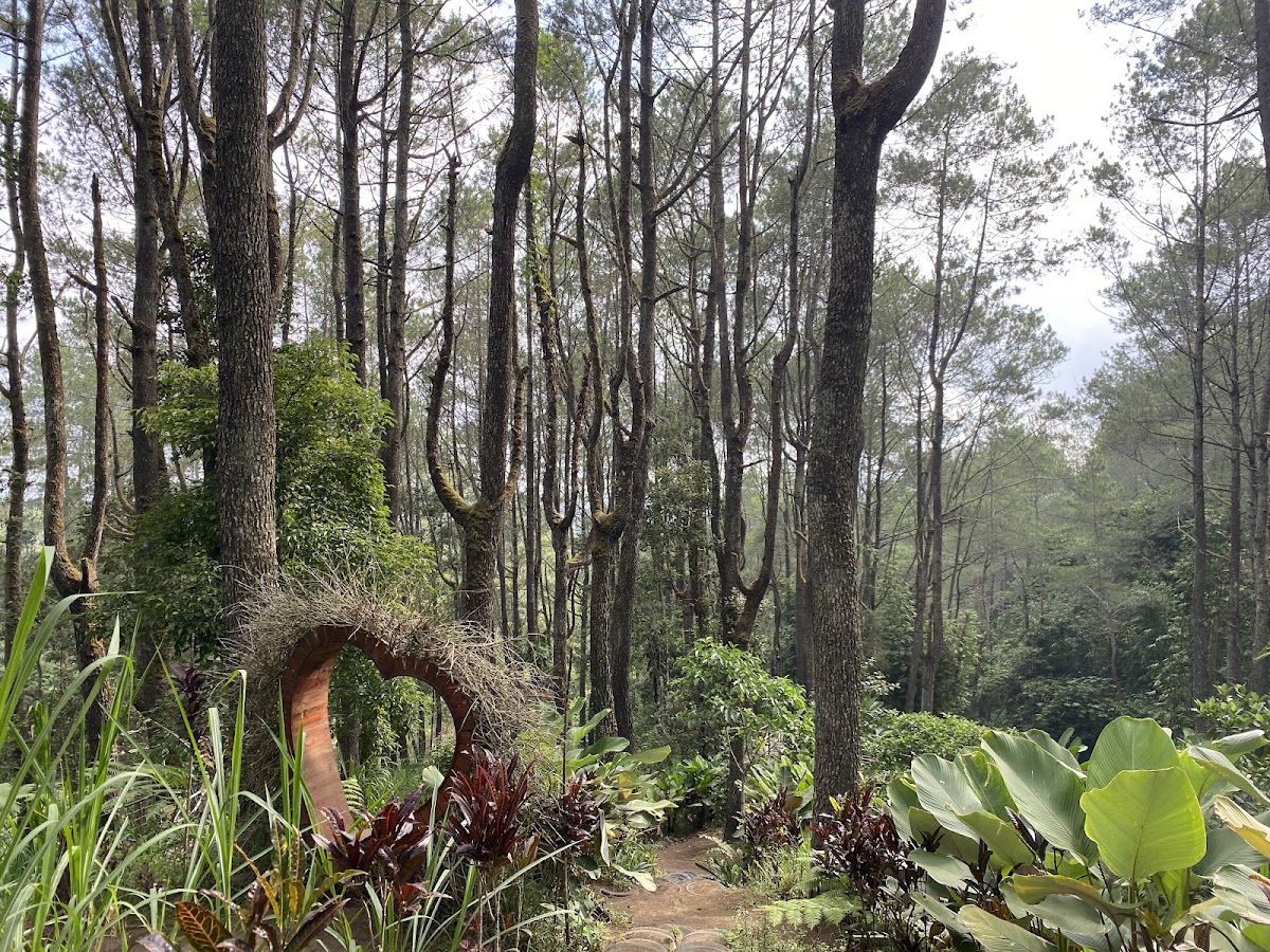 Hutan Pinus Desa Batur Selatan