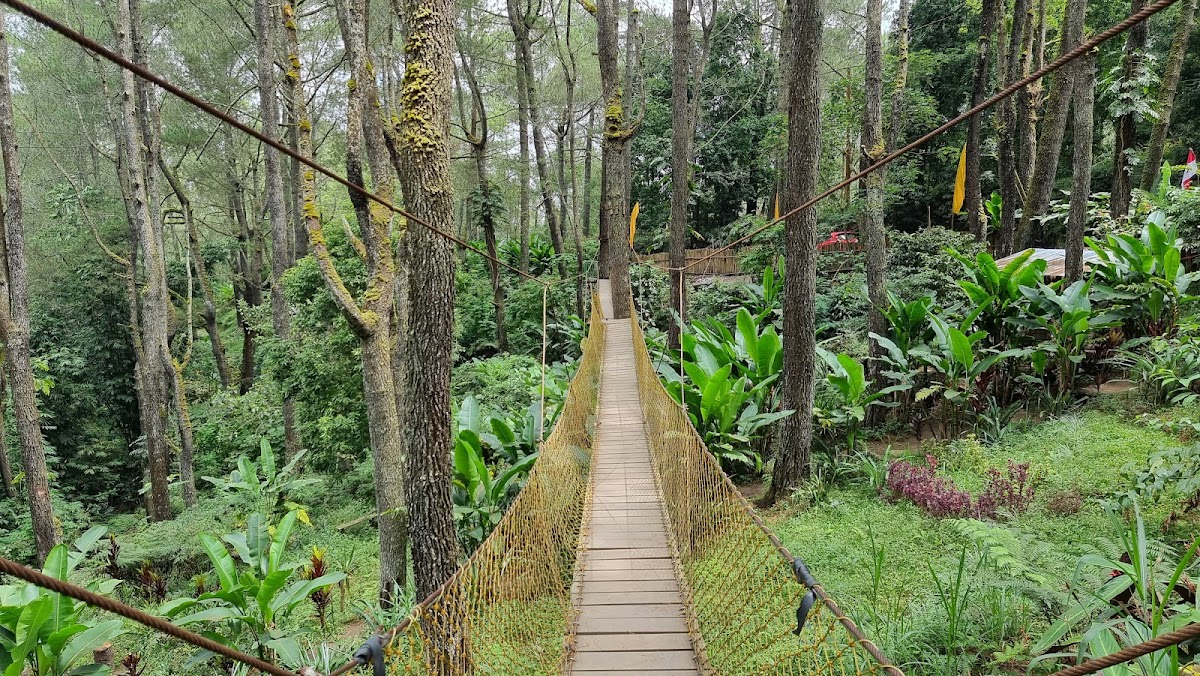 Jembatan Kuning di Hutan Pinus