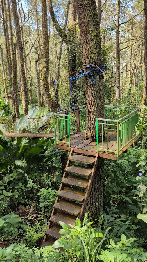 Jembatan Kuning di Hutan Pinus