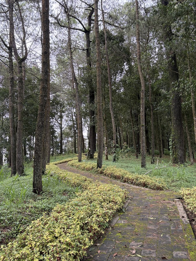 HUTAN PINUS SAYONG ASRI
