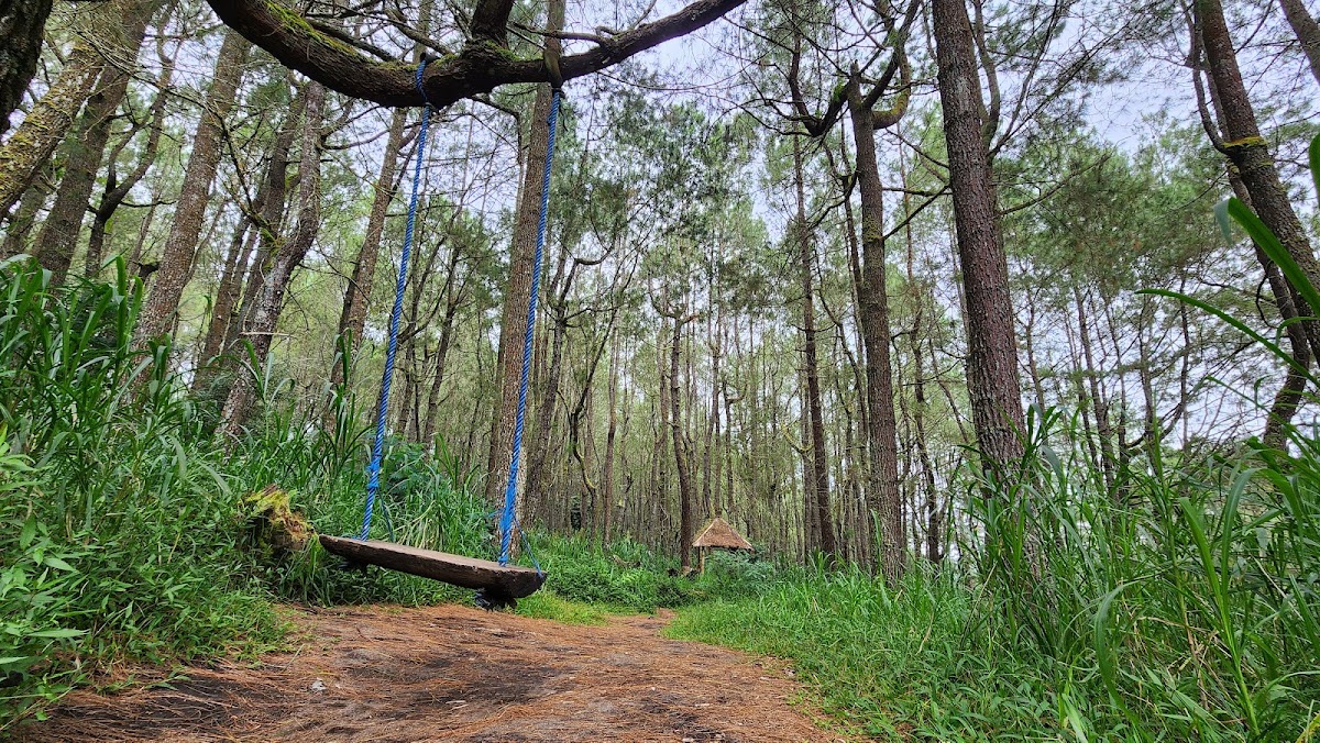 Hutan pinus