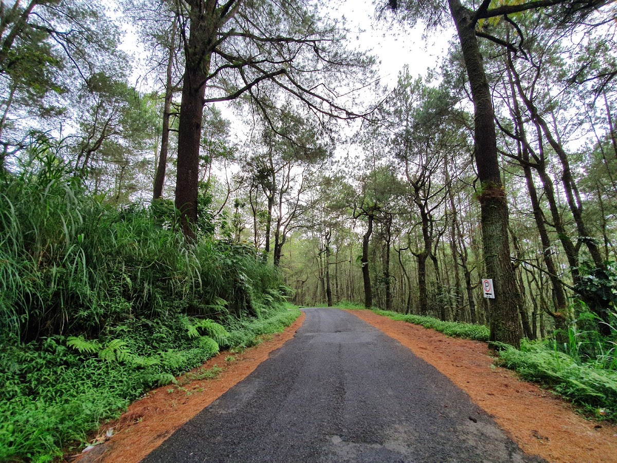 Taman Pinus Glagahlinggah