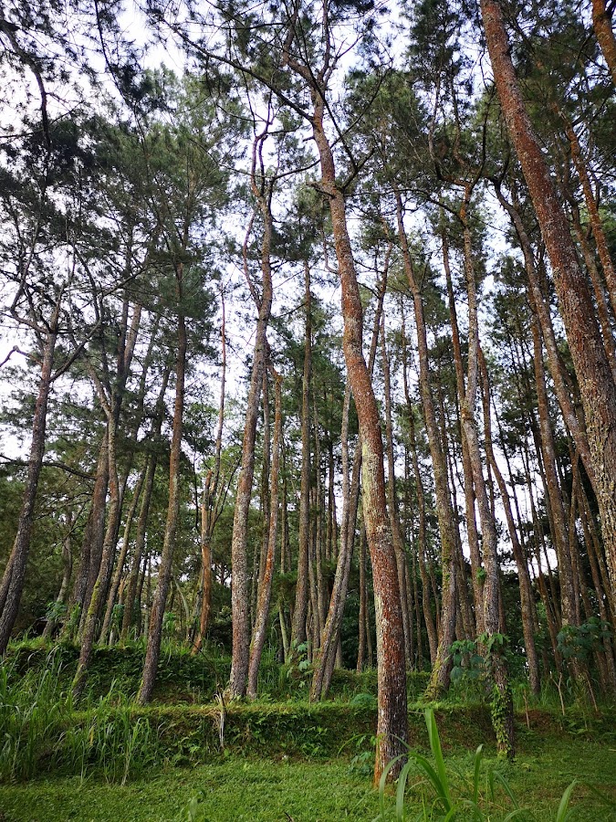 Hutan Pinus Nawakerti
