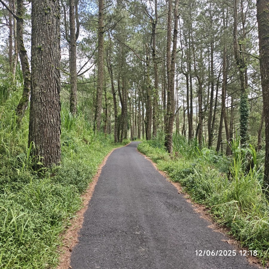 Hutan Pinus Landih