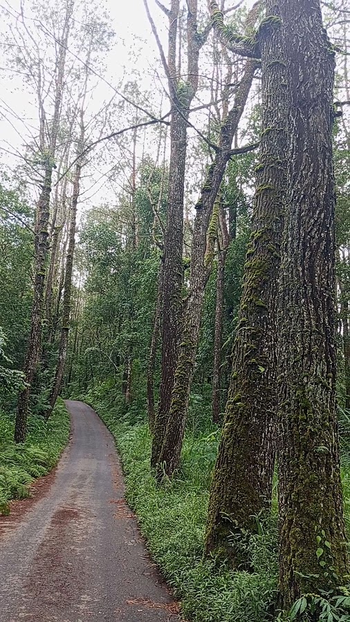 Hutan Pinus Landih
