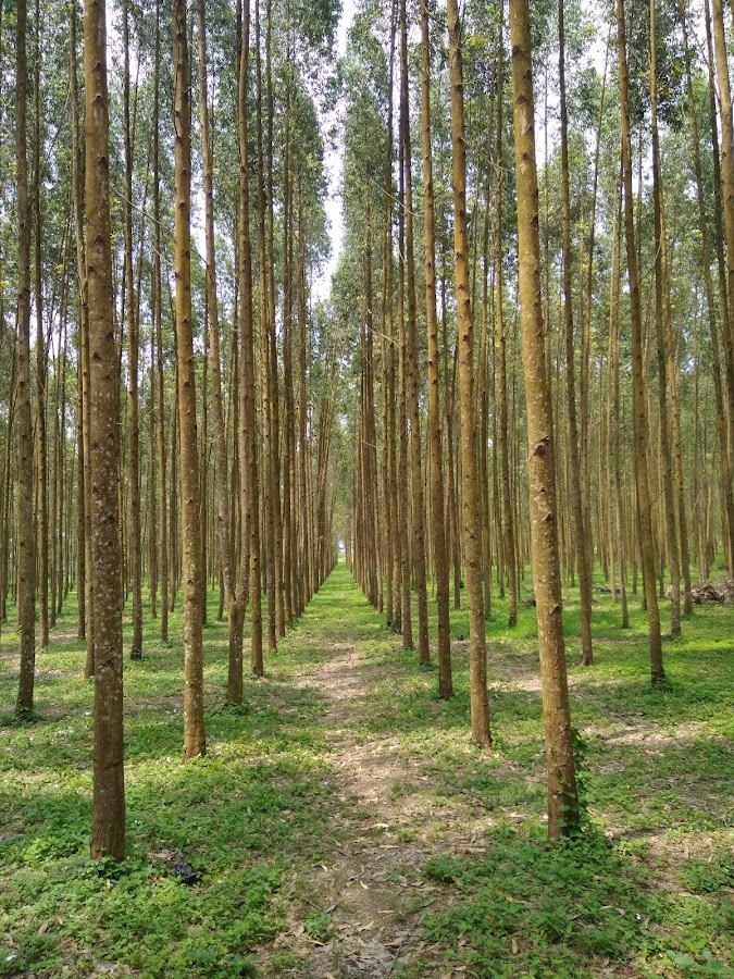 Hutan Kayu Putih Kragilan