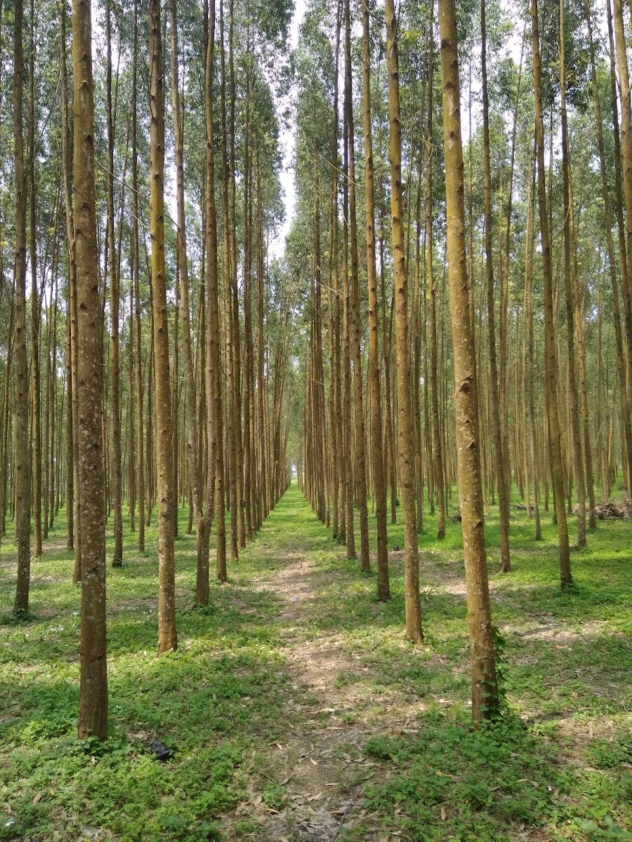 Hutan Kayu Putih Kragilan