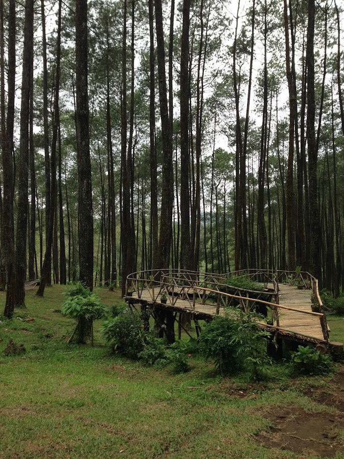 Wisata Hutan Pinus Cisidin