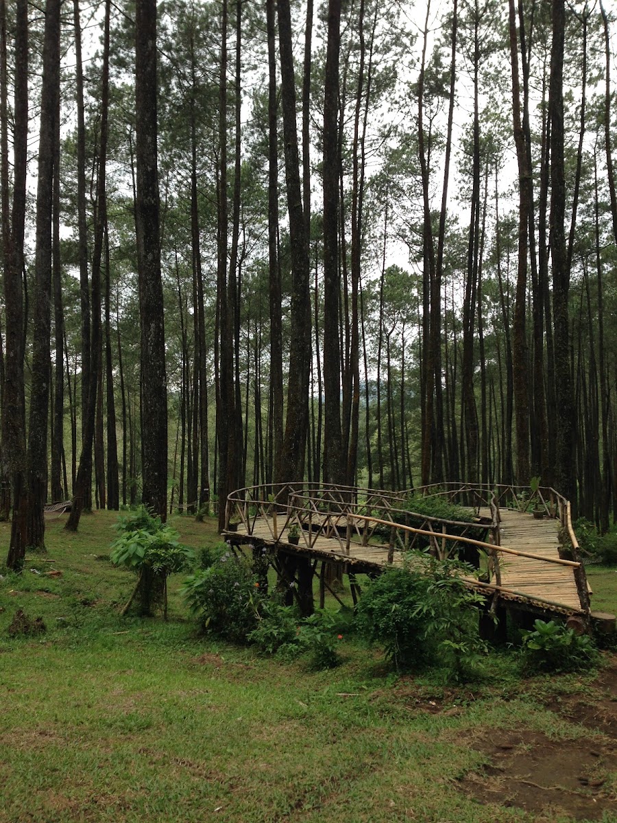 Wisata Hutan Pinus Cisidin