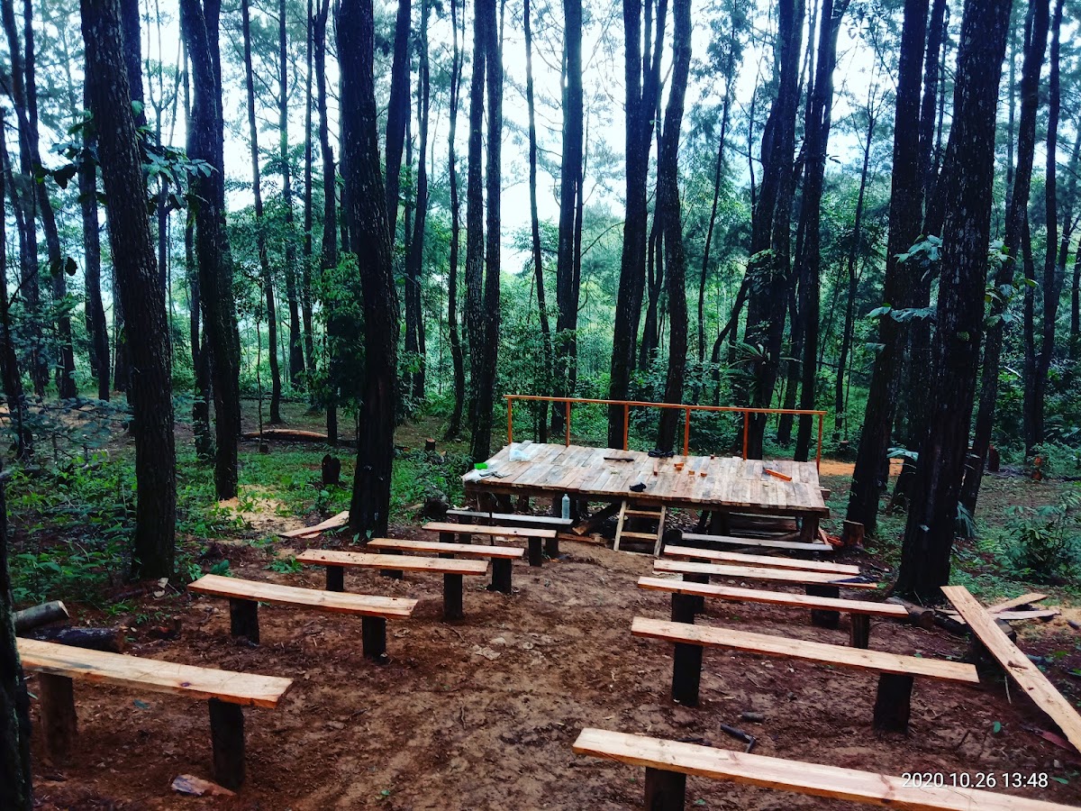 Pinus Wates