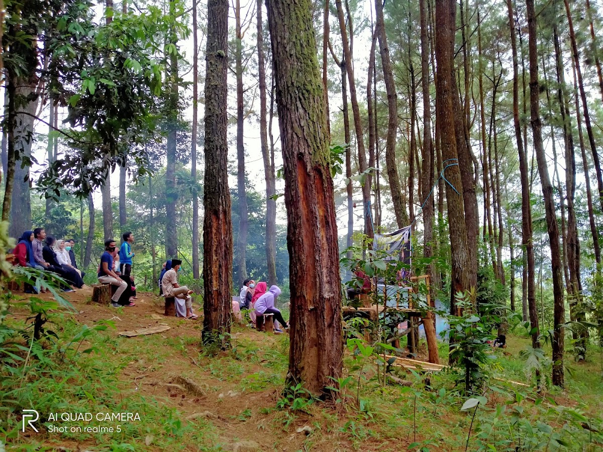 Saung Pinus