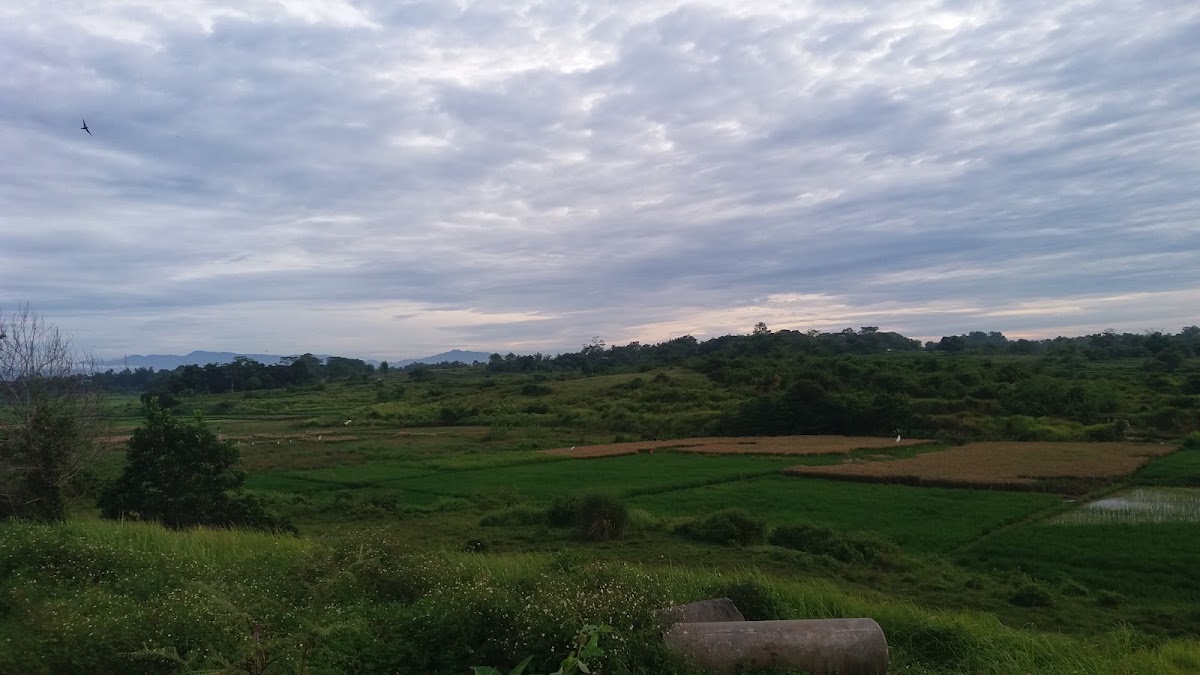 Taman Pinus