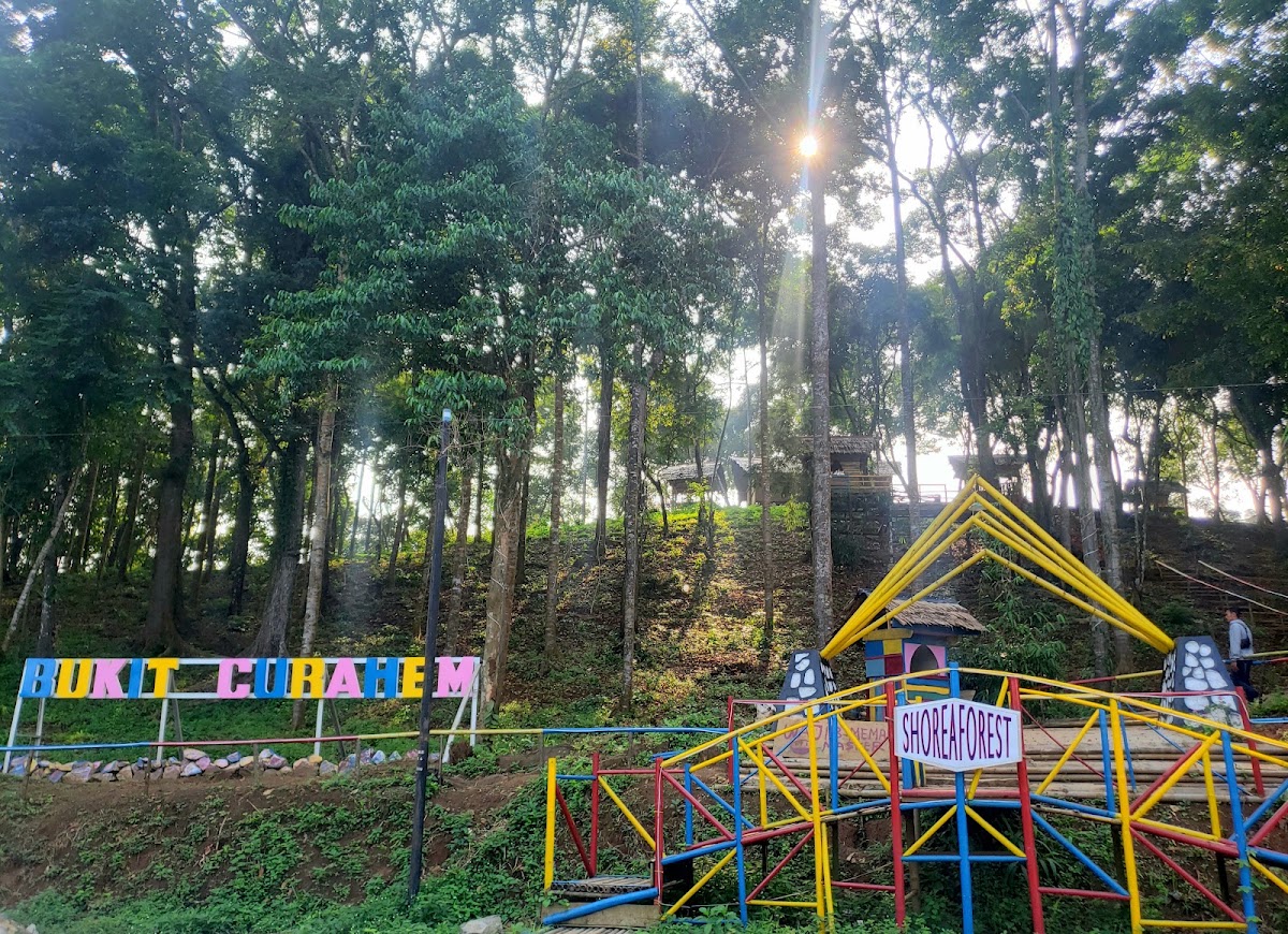 Bukit Curahem Shorea Forest