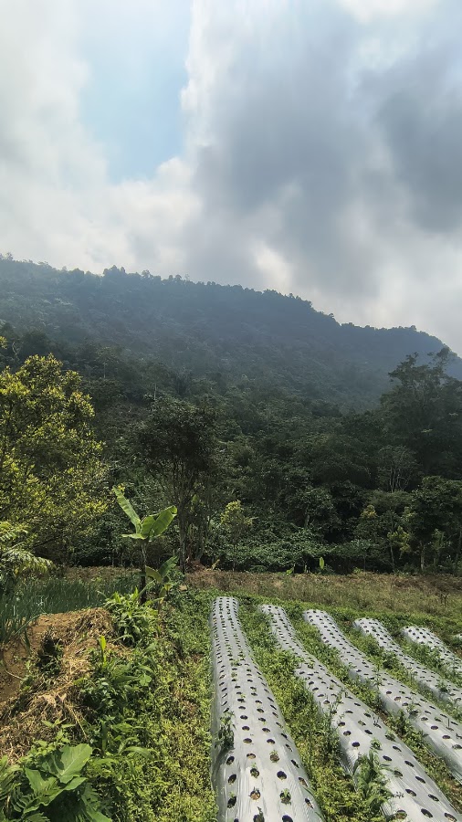 Base Camp pendakian Gunung Karang via Cinyurup