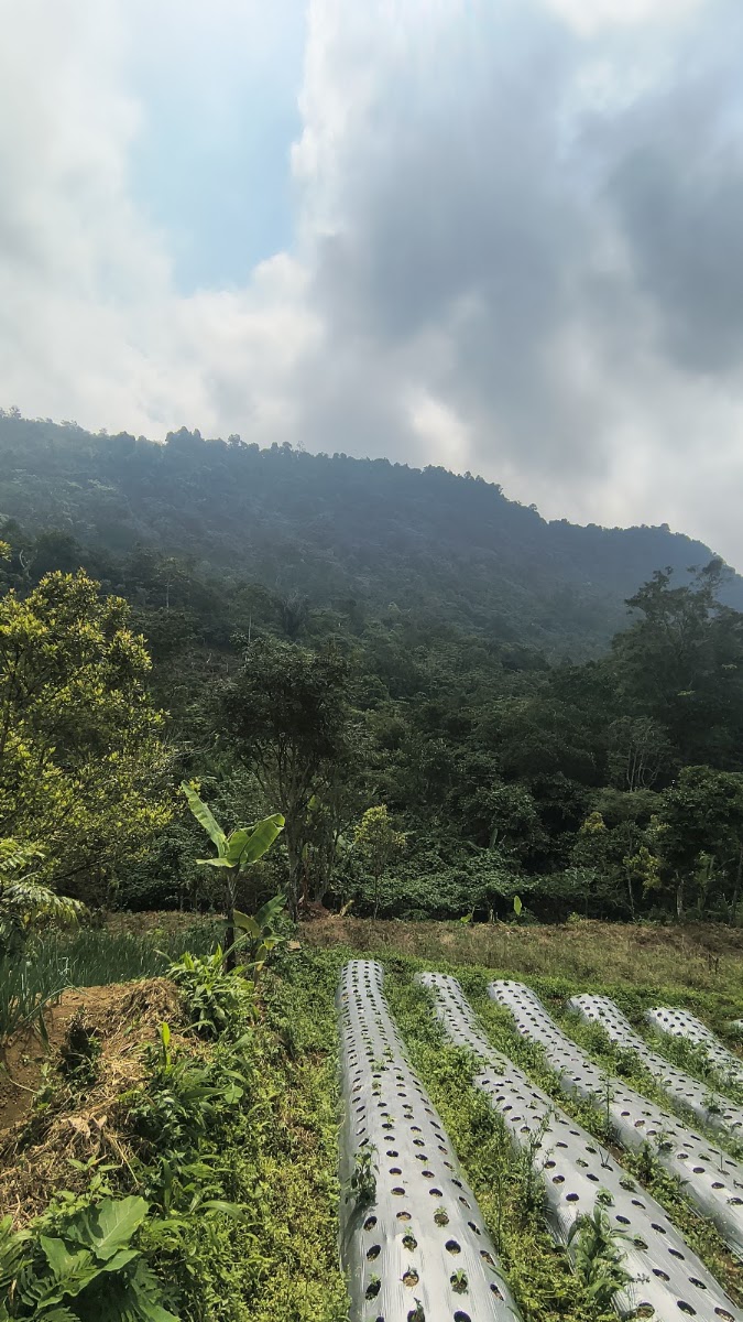 Base Camp pendakian Gunung Karang via Cinyurup
