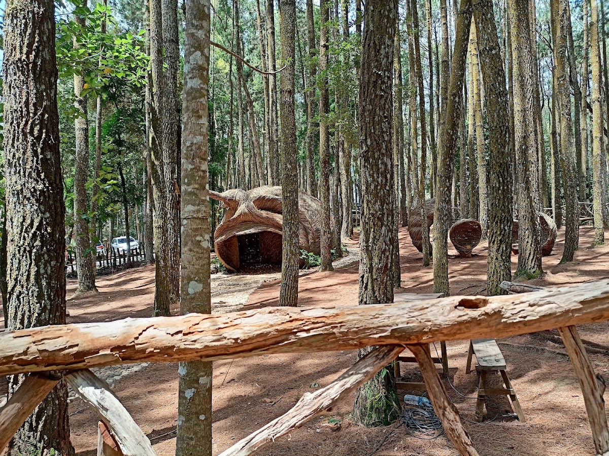 Hutan Pinus Mangunan