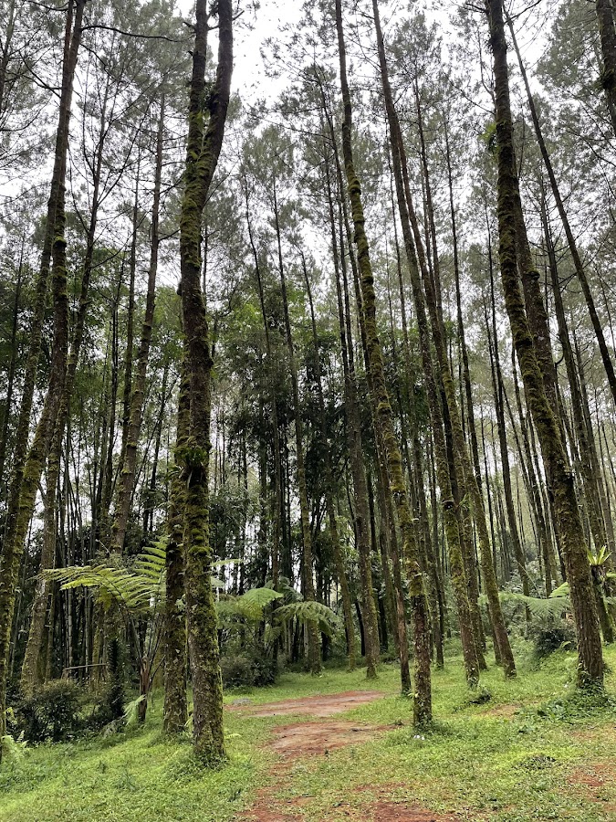 Hutan Pinus Ngandong