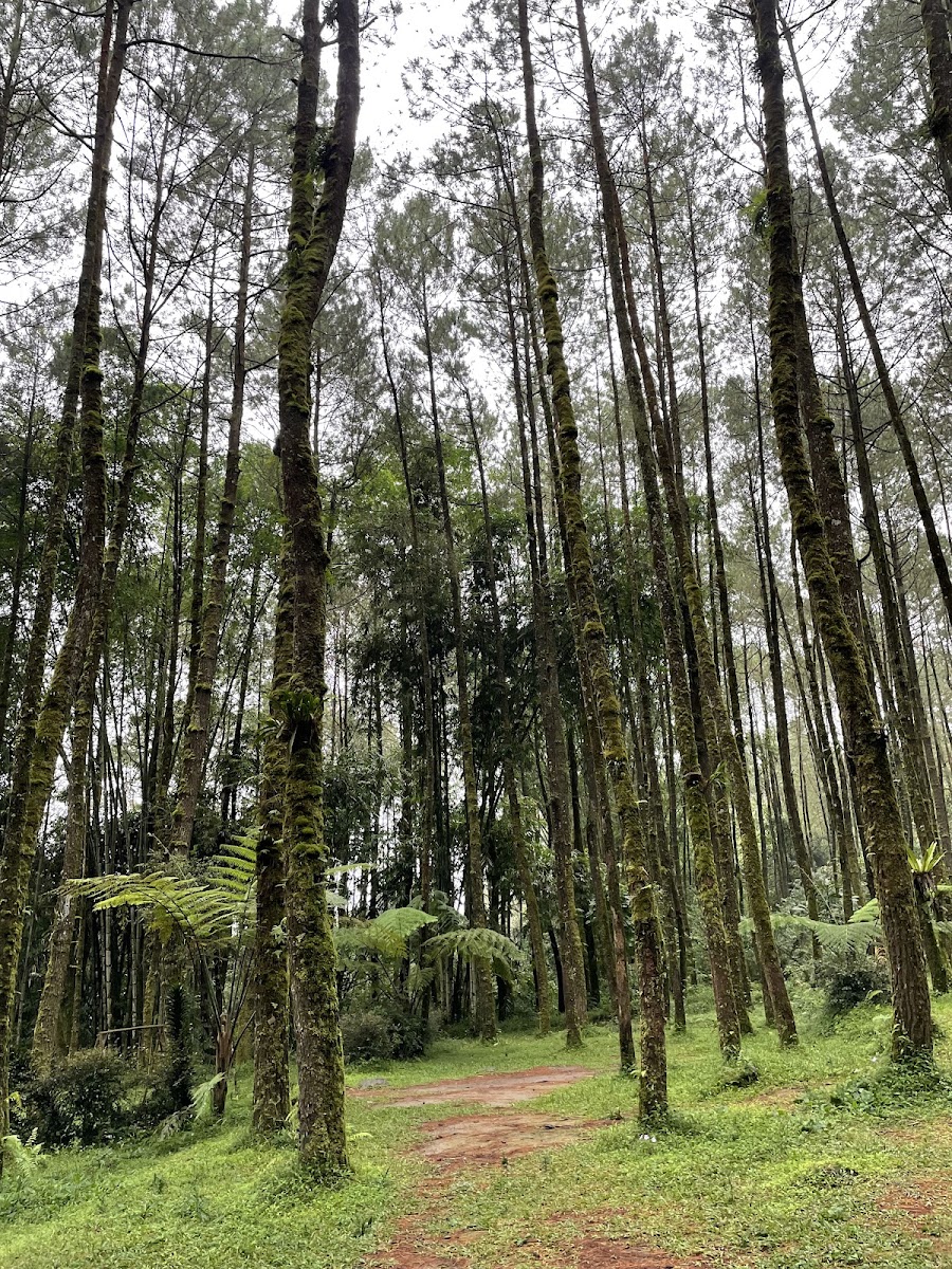 Hutan Pinus Ngandong