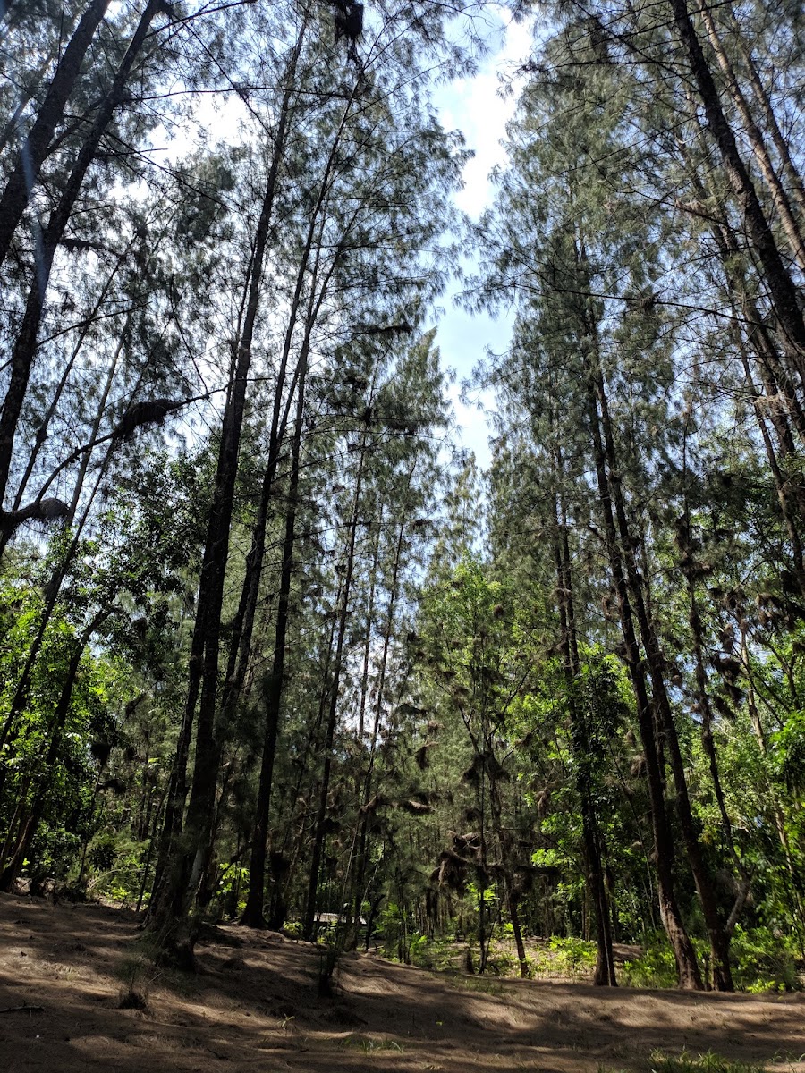 Hutan Pinus Sembung