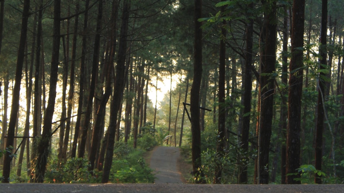 Hutan Pinus Kalilo Kaligesing Purworejo