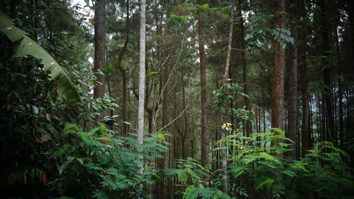 Hutan Pinus Samigaluh