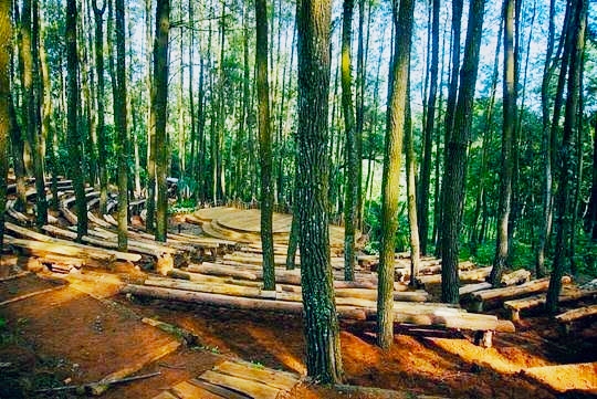 Wisata Hutan Pinus Sekar Gadung