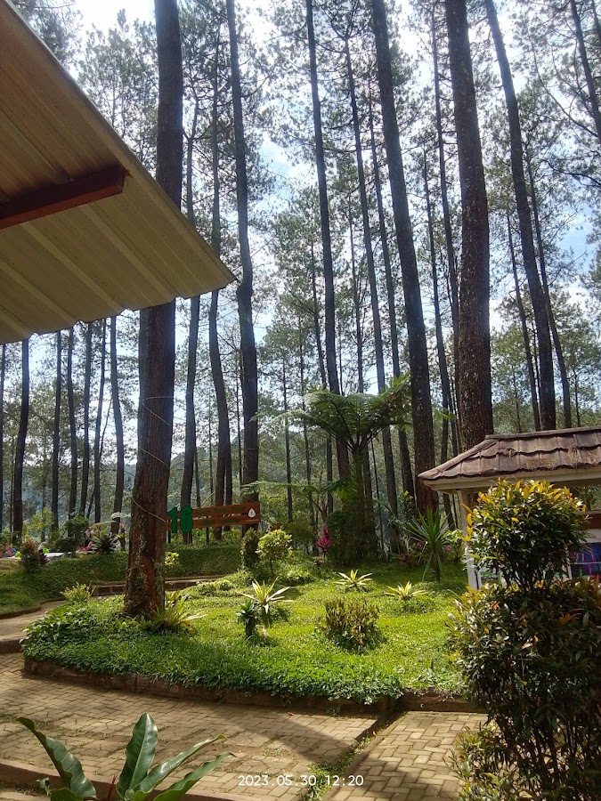 wisata hutan pinus pal 16 cikole lembang