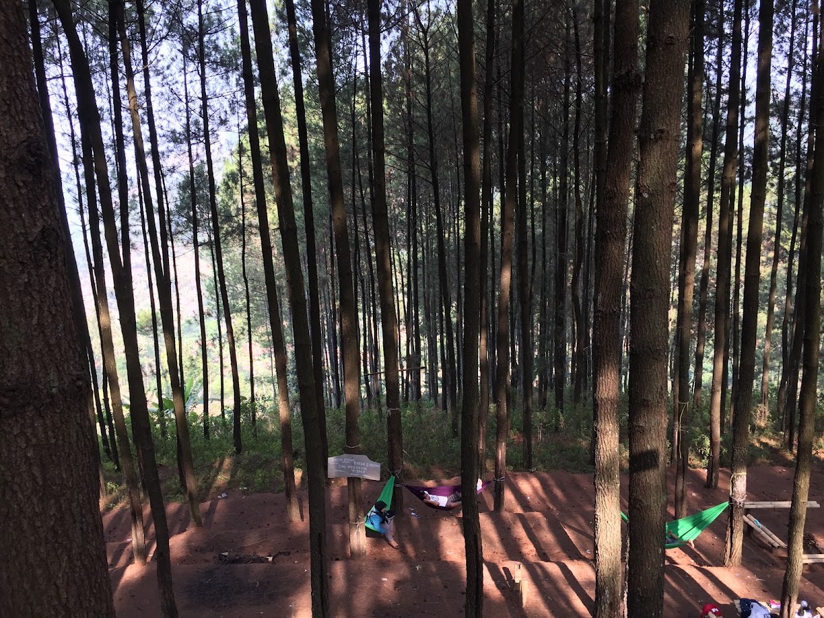 Wisata Pinus Pananjung
