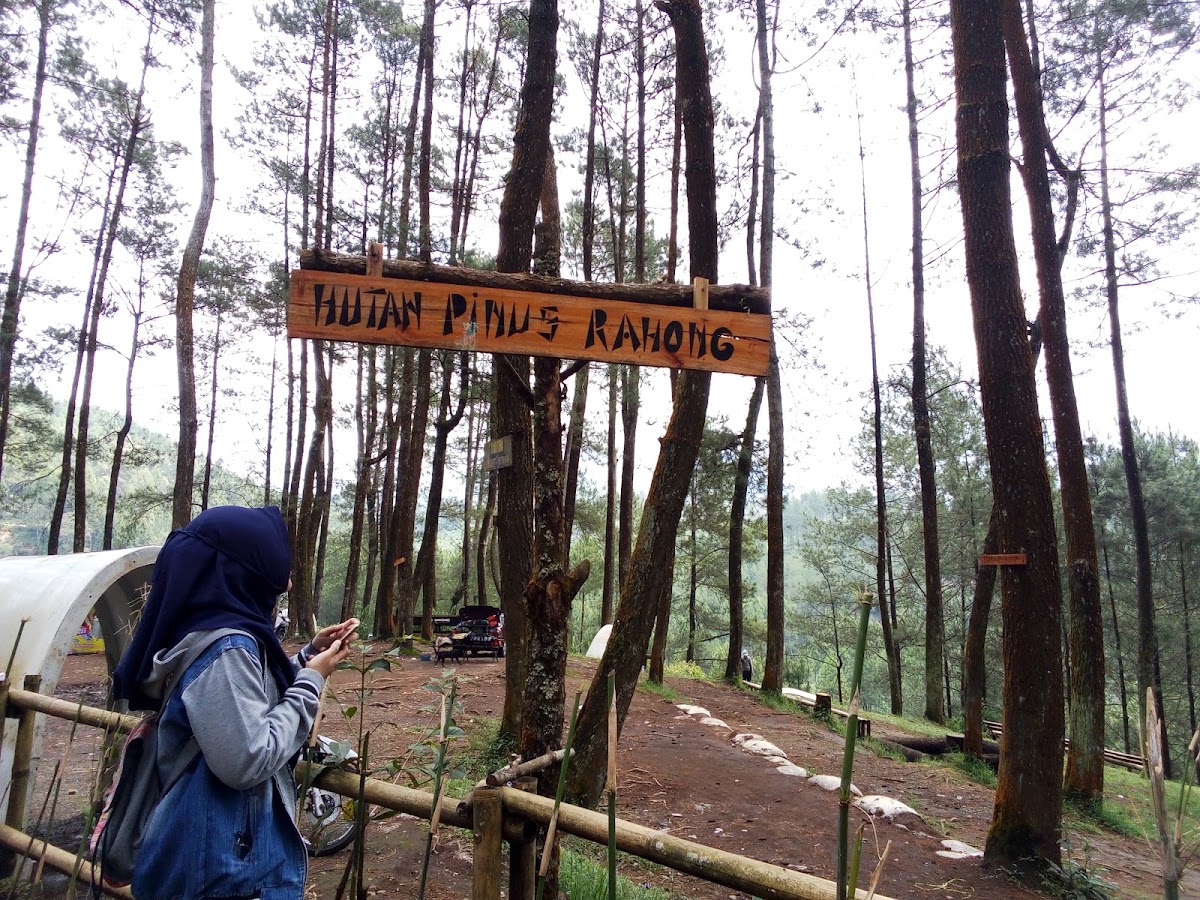 Hutan Pinus Rahong