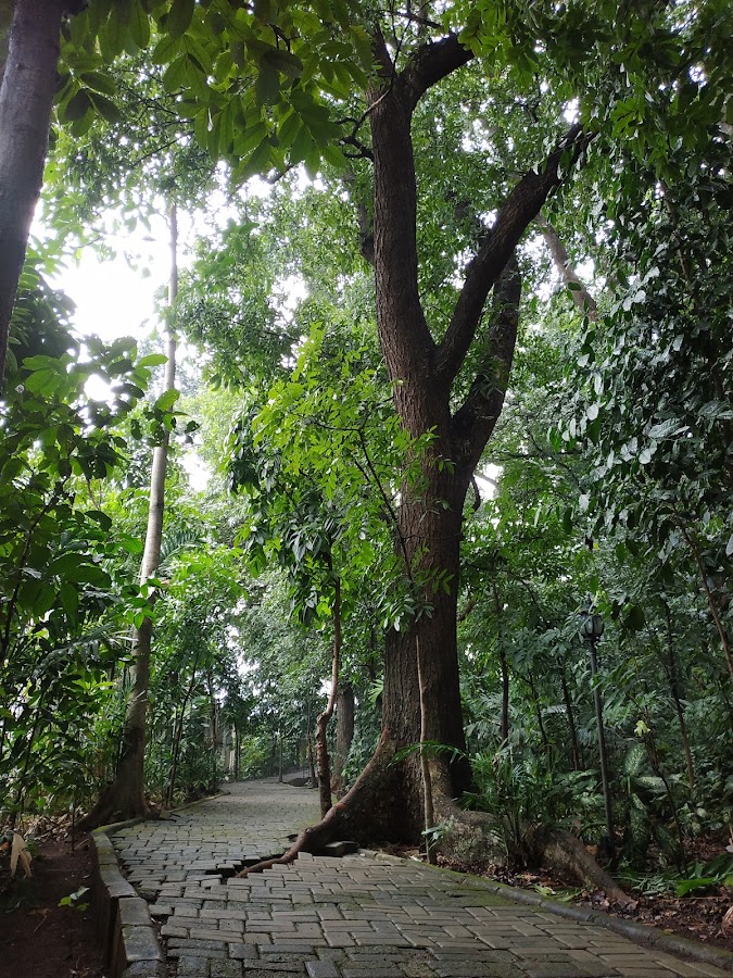 Hutan Kota Cijantung