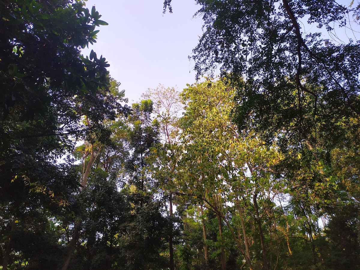 Hutan Kota Srengseng