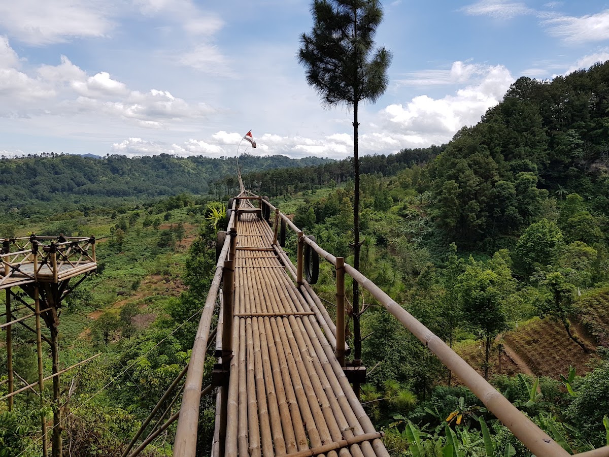 Hutan Pinus Gunung Pancar Camp Outbound