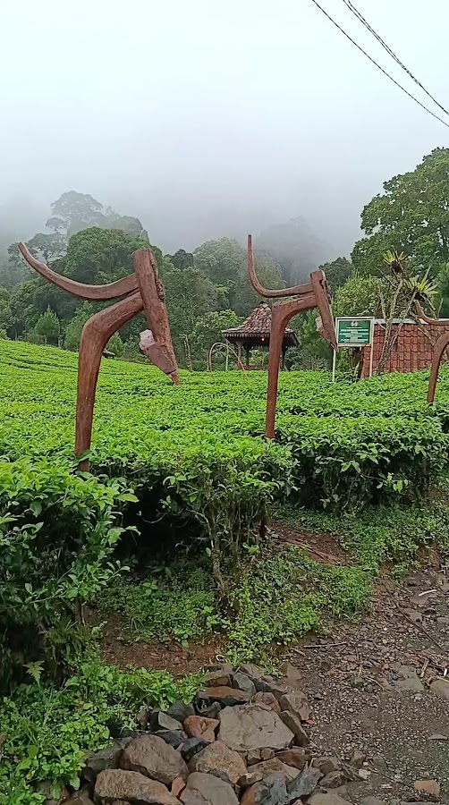 Pinus Eco Park Camping Ground