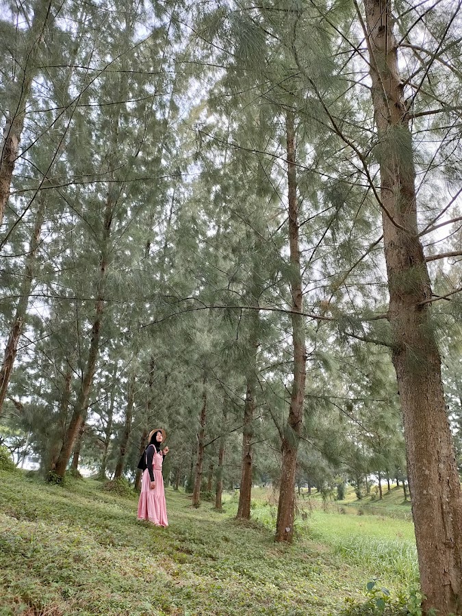 Hutan pinus deltamas