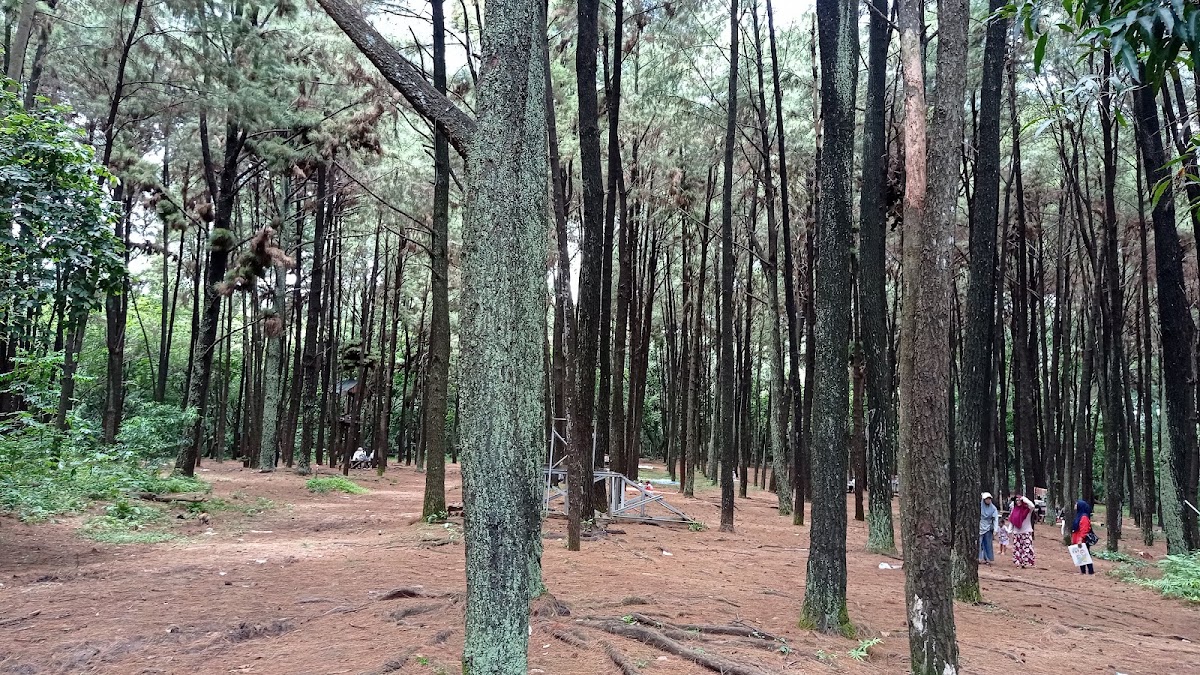 Hutan Pinus Cibubur