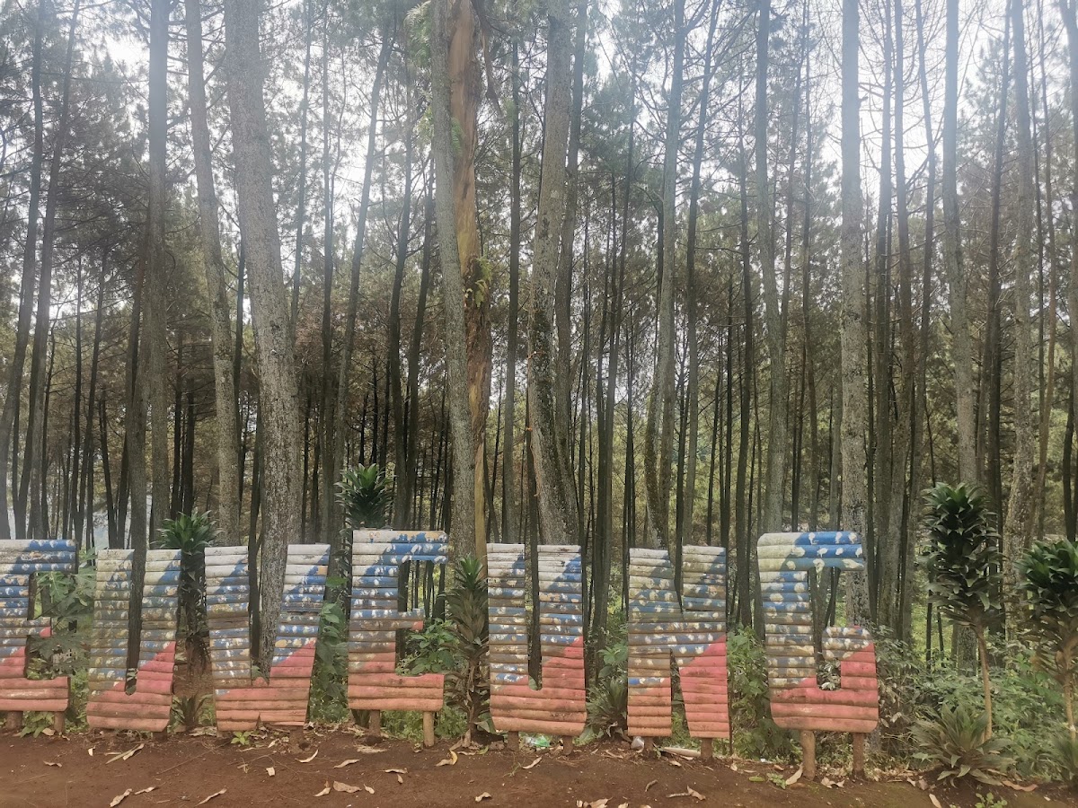 Hutan Pinus Cileuweung
