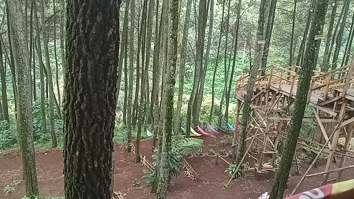 Hutan Pinus Cileuweung