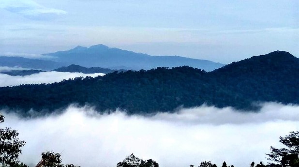 Puncak hutan pinus Dulamayo
