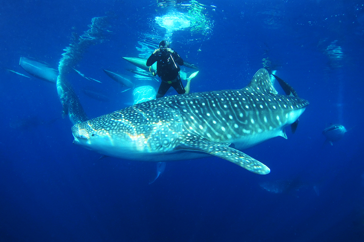 Wisata Hiu Paus Botubarani Gorontalo