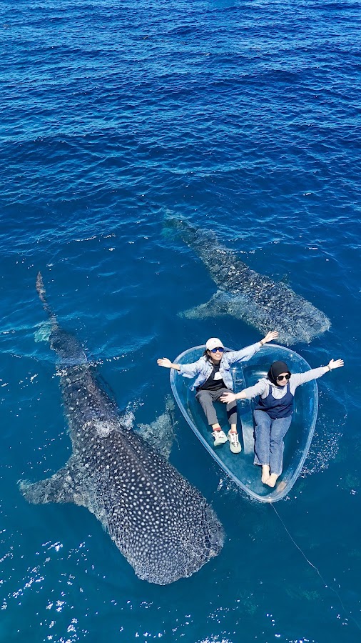Whale Shark Gorontalo